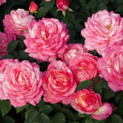 Marc Chagall™ Rose Tree -Arbor Day Foundation Store Marc Chagall Standard 3