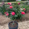 Maurice Utrillo™ Rose Tree -Arbor Day Foundation Store Maurice Utrilo Rose Tree FGT 600x600 3dcdfaaa f481 4aac 9e0f 720dcfc84142