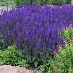 May Night Salvia -Arbor Day Foundation Store May Night Salvia sage 2 FGT