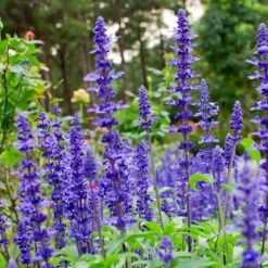 May Night Salvia -Arbor Day Foundation Store May Night Salvia sage 4