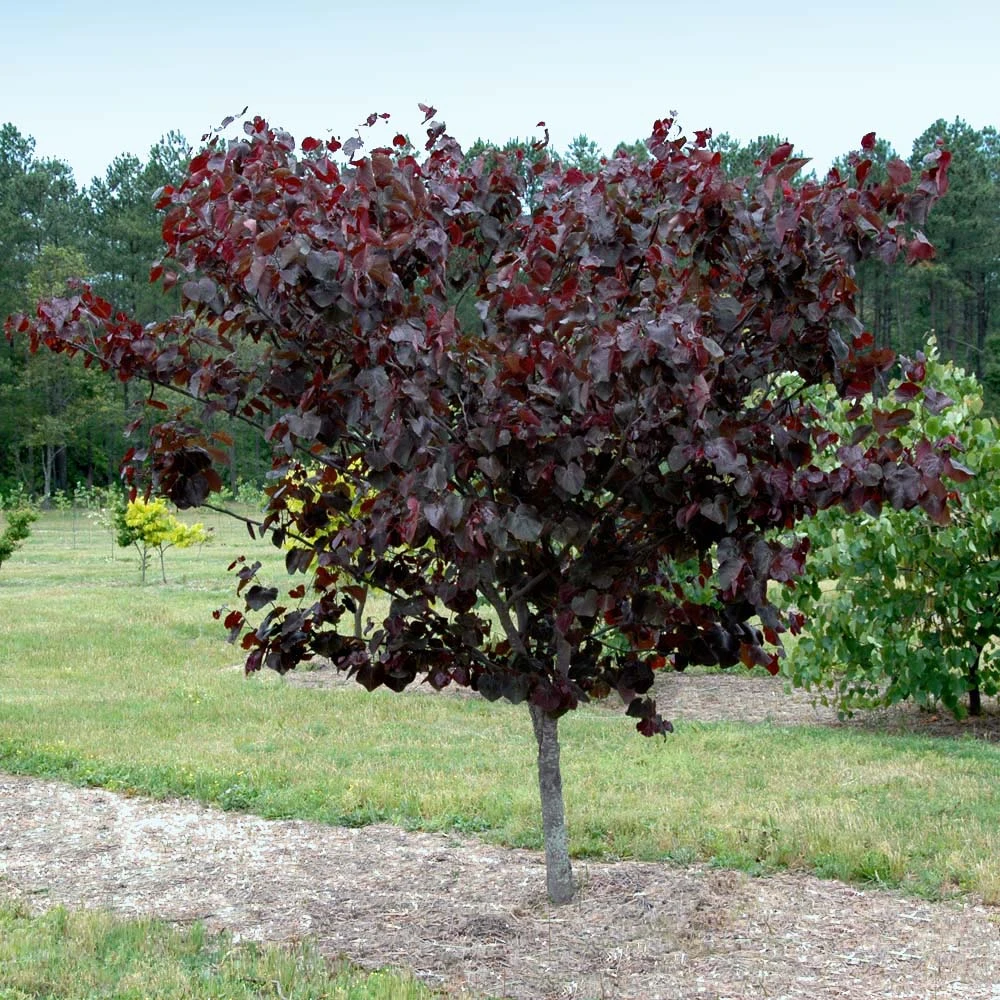 Merlot Redbud Tree 4 Merlot Redbud Tree - Image 2