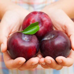 Methley Plum Tree -Arbor Day Foundation Store Methley Plum 4 4ec34c93 142f 4450 8af1 feb06f93c049