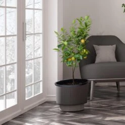 Meyer Lemon Tree - USDA Organic 13 Meyer Lemon Tree - USDA Organic -Arbor Day Foundation Store Meyer Lemon Tree 3 FGT b7562976 3142 4944 868e f1282fe437b5