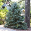 Meyer Spruce Tree -Arbor Day Foundation Store Meyer Spruce Tree FGT 600x600 725e2b98 5b38 483b a06d 03923c62d159