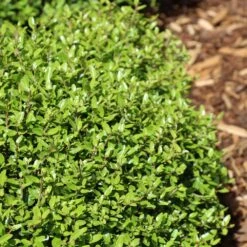 Micron® Holly Shrub 9 Micron® Holly Shrub -Arbor Day Foundation Store Micron Holly 4 FGT