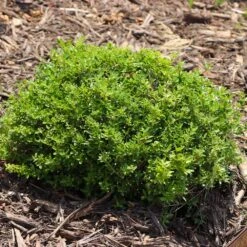 Micron® Holly Shrub 11 Micron® Holly Shrub -Arbor Day Foundation Store Micron Holly 8 FGT