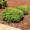 Micron® Holly Shrub -Arbor Day Foundation Store Micron Holly FGT 600x600 cc732743 8fd3 45e5 8acd 804a14afbbb0