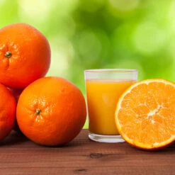 Midknight Valencia Orange -Arbor Day Foundation Store MidKnight Valencia Orange 3