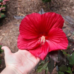 Midnight Marvel Hardy Hibiscus -Arbor Day Foundation Store Midnight Marvel Hibiscus 2