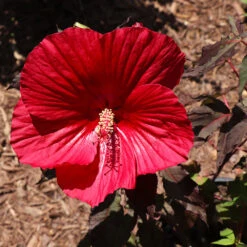 Midnight Marvel Hardy Hibiscus -Arbor Day Foundation Store Midnight Marvel Hibiscus 3