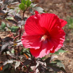 Midnight Marvel Hardy Hibiscus -Arbor Day Foundation Store Midnight Marvel Hibiscus 6