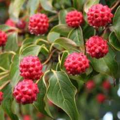 Milky Way Chinese Dogwood Tree -Arbor Day Foundation Store Milky Way Select 1