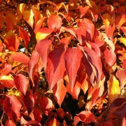 Milky Way Chinese Dogwood Tree -Arbor Day Foundation Store Milky Way Select 4