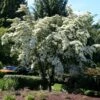 Milky Way Chinese Dogwood Tree 2 Milky Way Chinese Dogwood Tree -Arbor Day Foundation Store Milky Way Select 600x600 a2964b34 a1f1 43e5 b72b 5e33597c3e78