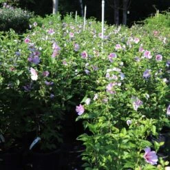 Minerva Rose Of Sharon Althea Shrub -Arbor Day Foundation Store Minerva Rose of Sharon 1