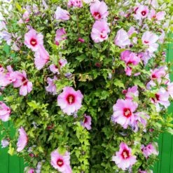 Minerva Rose Of Sharon Althea Shrub -Arbor Day Foundation Store Minerva Rose of Sharon 3
