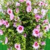 Minerva Rose Of Sharon Althea Shrub -Arbor Day Foundation Store Minerva Rose of Sharon 600x600 52d2273b 3935 4751 bb8d 3efc1c0374de