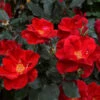 Miracle On The Hudson™ Rose -Arbor Day Foundation Store Miracle on the Hudson FGT 600x600 045f2a5f dd85 44c7 9ded f80d62183f82