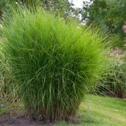 Miscanthus Gracillimus (Maiden Grass) -Arbor Day Foundation Store Miscanthus Gracillimus Maiden Grass 1
