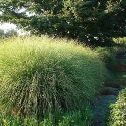 Miscanthus Gracillimus (Maiden Grass) -Arbor Day Foundation Store Miscanthus Gracillimus Maiden Grass 6