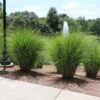 Miscanthus Gracillimus (Maiden Grass) -Arbor Day Foundation Store Miscanthus Gracillimus Maiden Grass fgt 600x600 404029e9 7938 4e15 81a4 5e1ed1f40f79