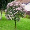 Miss Kim Lilac Tree 2 Miss Kim Lilac Tree -Arbor Day Foundation Store Miss Kim Lilac Tree 600x600 e29c1bbd 6af6 4f82 941d 9fca8a407767