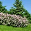 Miss Kim Lilac Shrub -Arbor Day Foundation Store Miss Kim Lilac Shrub 600x600 FGT