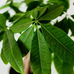 Money Tree In White Pot -Arbor Day Foundation Store Money Tree Green Circle LIV Pottery Pot 3