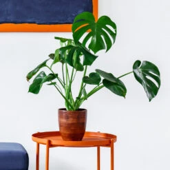 Monstera Deliciosa And Fiddle Leaf Fig Combo -Arbor Day Foundation Store Monstera delisiosa 1 BB