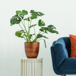 Boho House Plant Kit -Arbor Day Foundation Store Monstera delisiosa 3 FGT 704a637b b40b 4518 a8eb f83a103d90ba