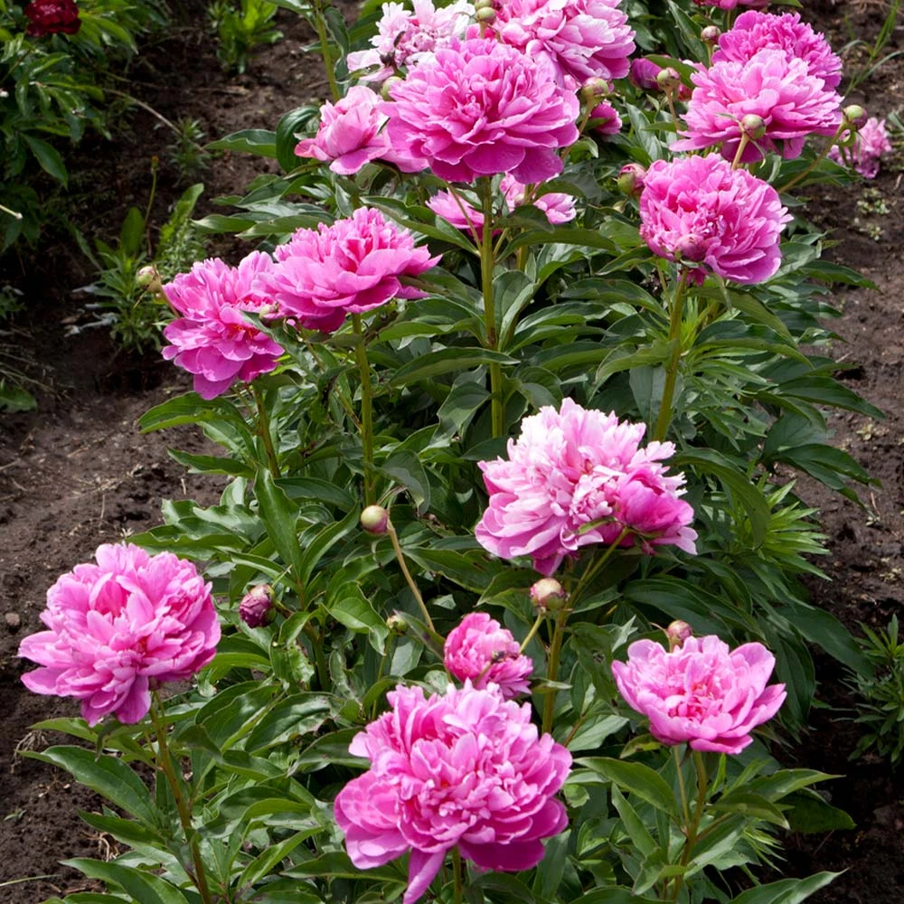 Mr. Ed Peony 5 Mr. Ed Peony - Image 3
