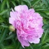 Mr. Ed Peony -Arbor Day Foundation Store Mr Ed peony FGT 600x600 670ab48d 1e94 4fe5 83e1 72e55bfa4487