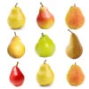 3-in-1 Pear Tree -Arbor Day Foundation Store Multifruit Pear 600x600 c569229c edfb 40ee 81c9 4b34ecffe63b