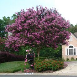 Muskogee Crape Myrtle Tree -Arbor Day Foundation Store Muskogee Crape Myrtle single trunk