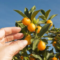 Nagami Kumquat Tree -Arbor Day Foundation Store Nagami Kumquat 1 FGT 53154ba8 d115 4c13 bdd7 2e152c12e263