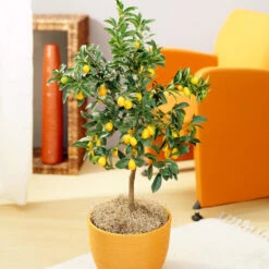 Nagami Kumquat Tree -Arbor Day Foundation Store Nagami Kumquat 6 FGT