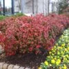 Fire Power Nandina Shrub 2 Fire Power Nandina Shrub -Arbor Day Foundation Store Nandina Firepower FGT 600x600 1cb8a9da 1064 4337 8dde 369891757fd3