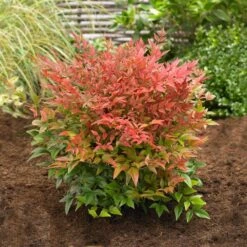 Obsession™ Nandina Shrub -Arbor Day Foundation Store Nandina Obsession 2