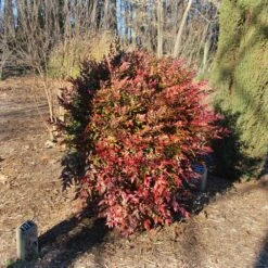 Obsession™ Nandina Shrub -Arbor Day Foundation Store Nandina Obsession 3