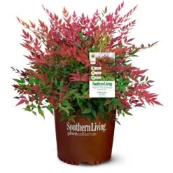 Obsession™ Nandina Shrub -Arbor Day Foundation Store Nandina Obsession 4