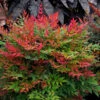 Obsession™ Nandina Shrub -Arbor Day Foundation Store Nandina Obsession 600x600 c45e77d2 7610 49fc ba9e 49d5ba4811ac