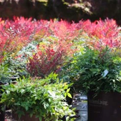 Obsession™ Nandina Shrub -Arbor Day Foundation Store Nandina Obsession 7 FGT
