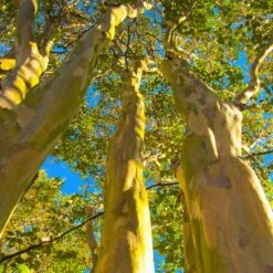 Natchez Crape Myrtle Tree -Arbor Day Foundation Store Natchez Crape Myrtle