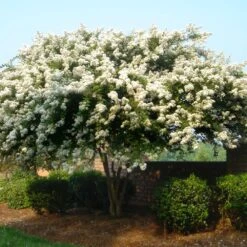 Natchez Crape Myrtle Tree -Arbor Day Foundation Store Natchez Crape Myrtle 1 FGT