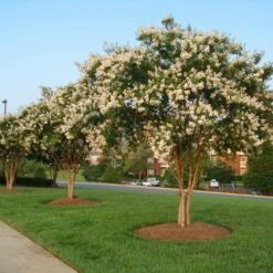 Natchez Crape Myrtle Tree -Arbor Day Foundation Store Natchez Crape Myrtle 8 FGT