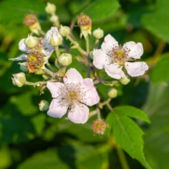 Navaho Blackberry -Arbor Day Foundation Store Navaho Blackberry 1