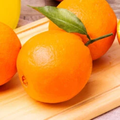 Navel Orange Tree - USDA Organic -Arbor Day Foundation Store Navel Orange 2 FGT 14629529 59ec 469f 9eb9 2f95d6d1513b