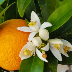 Navel Orange Tree -Arbor Day Foundation Store Navel Orange 4