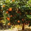 Navel Orange Tree 2 Navel Orange Tree -Arbor Day Foundation Store Navel Orange FGT 600x600 e54e6fb3 408c 41b0 9586 88b8270eff9a