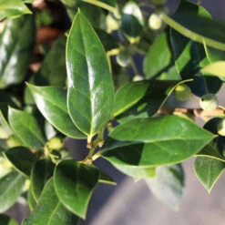 Needlepoint Holly -Arbor Day Foundation Store Needlepoint Holly 3